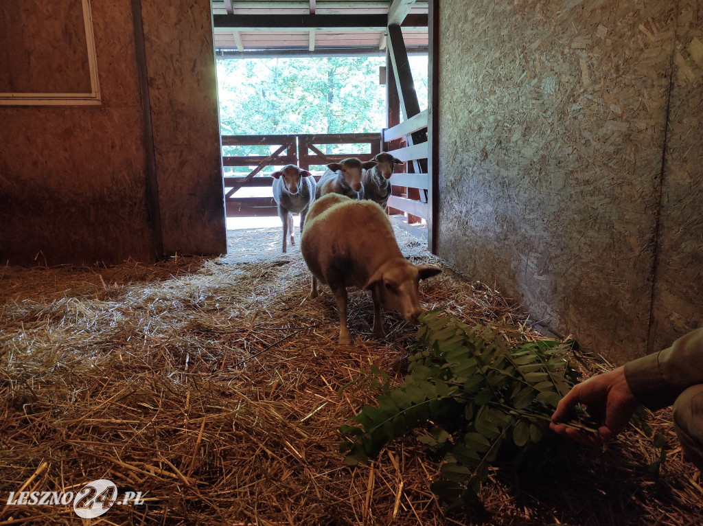 Nowe mieszkanki Mini ZOO w Lesznie