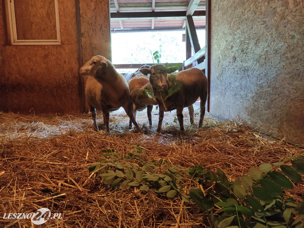 Nowe mieszkanki Mini ZOO w Lesznie