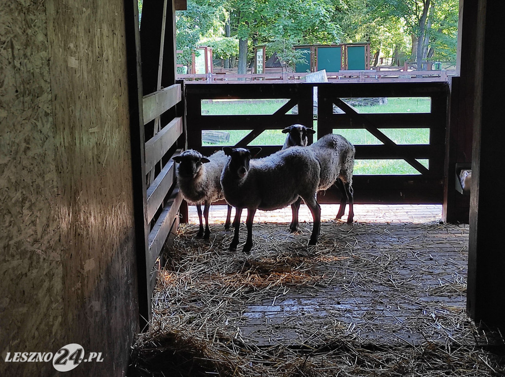 Nowe mieszkanki Mini ZOO w Lesznie