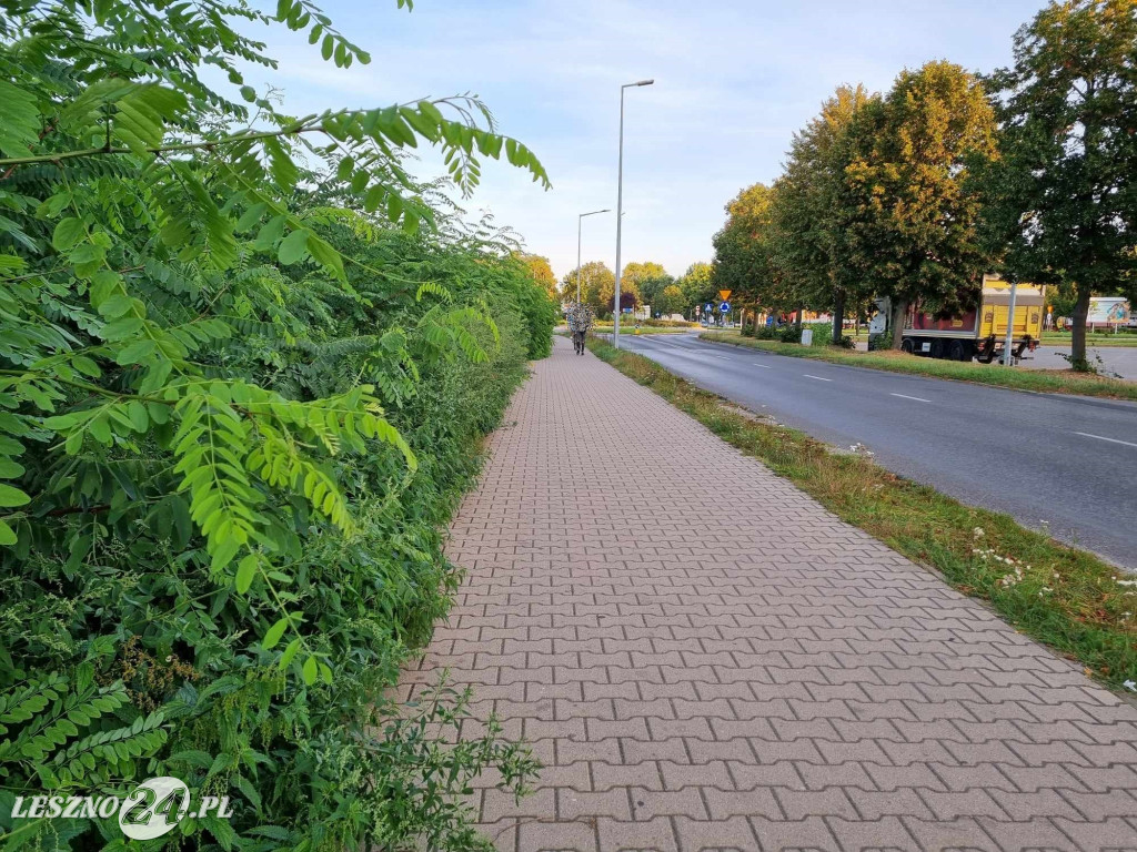 Chodnik zarasta krzewami