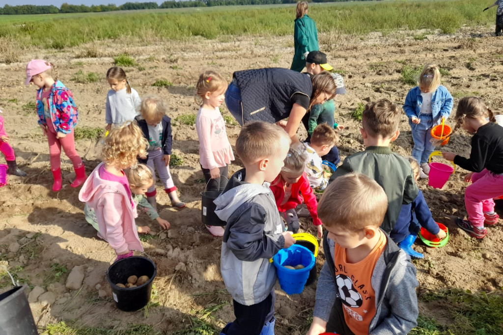 Przedszkolacy na wykopkach