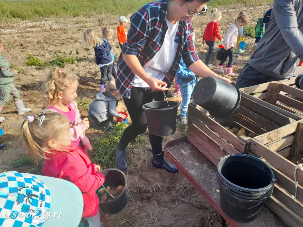 Przedszkolacy na wykopkach