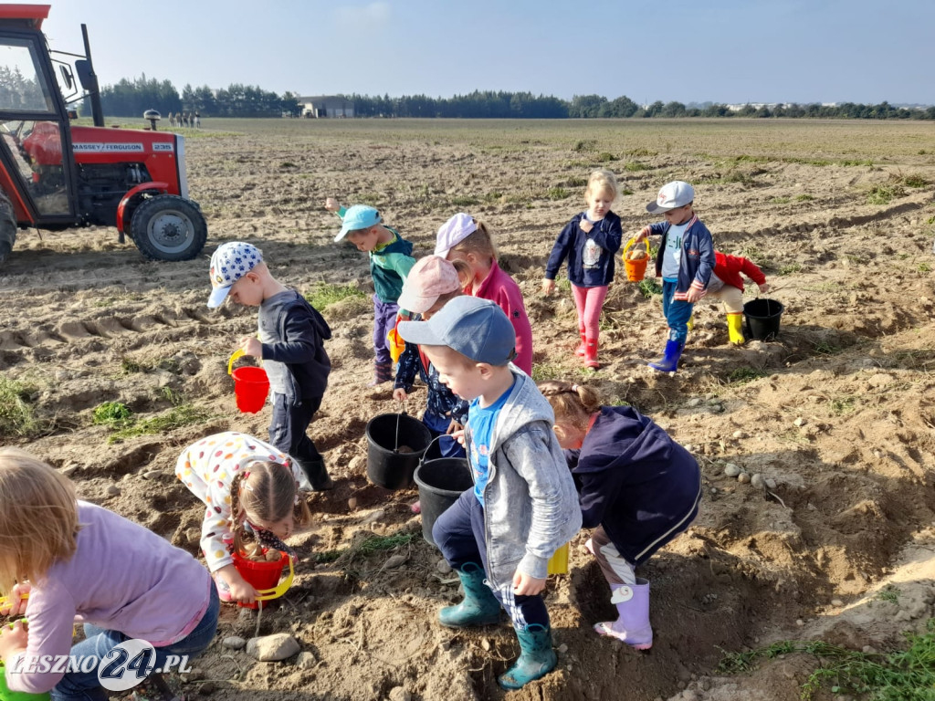 Przedszkolacy na wykopkach
