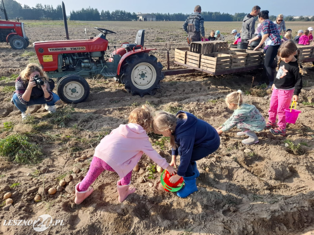 Przedszkolacy na wykopkach