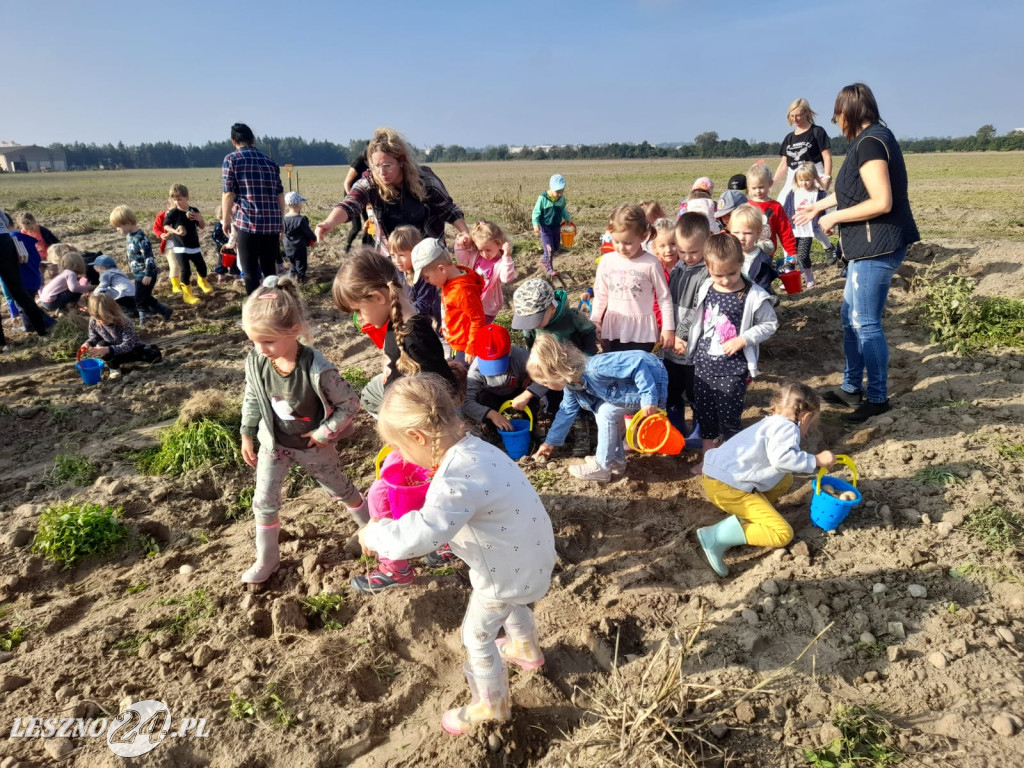 Przedszkolacy na wykopkach