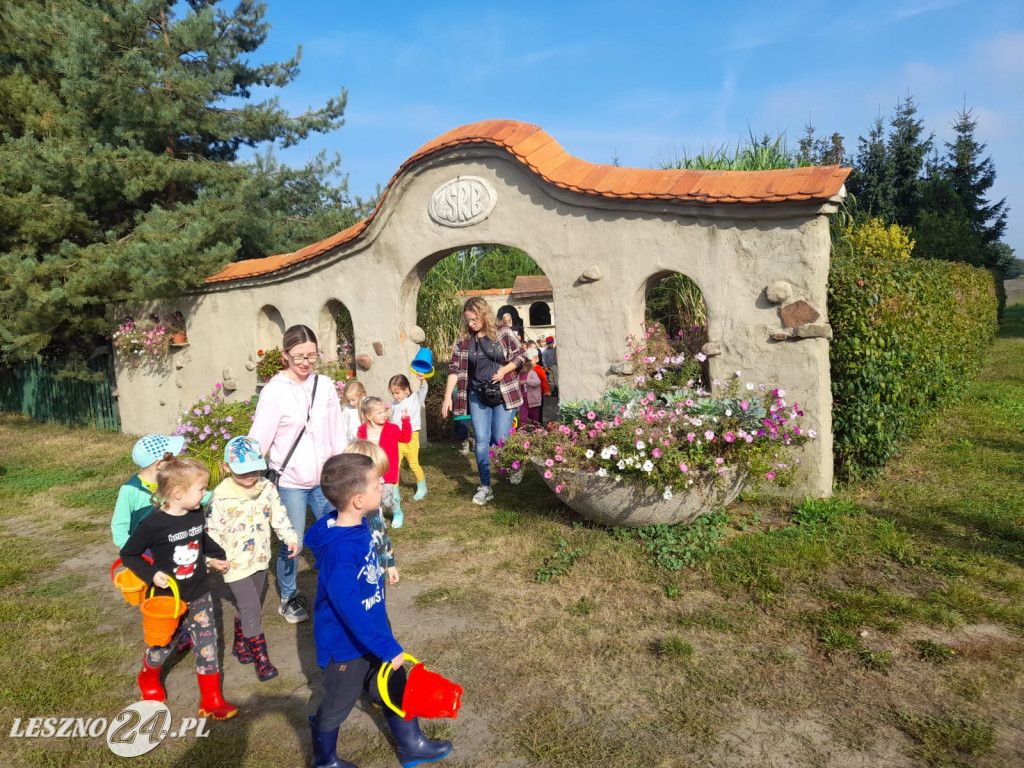 Przedszkolacy na wykopkach