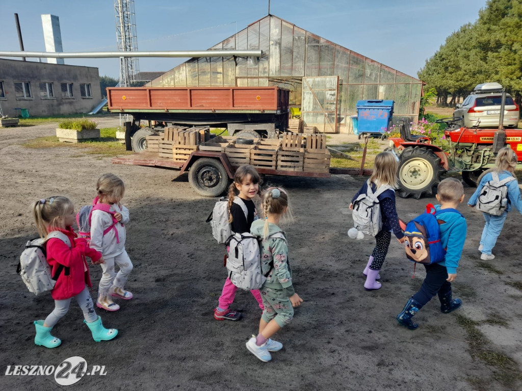 Przedszkolacy na wykopkach
