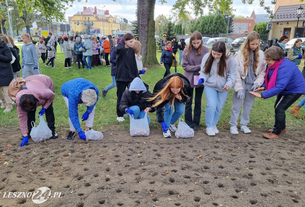 Zasadzono nie tylko żonkile