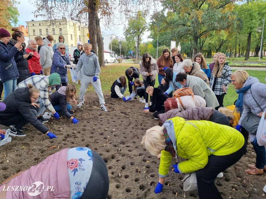 Zasadzono nie tylko żonkile