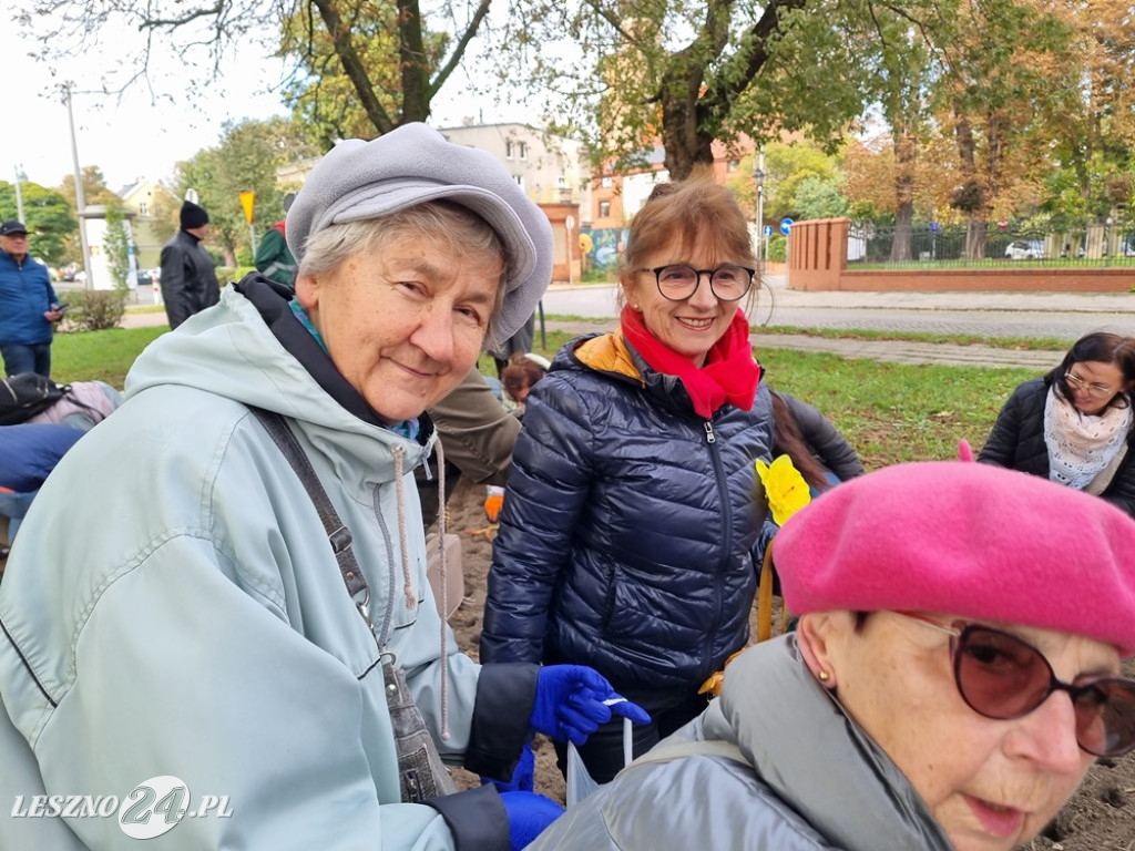 Zasadzono nie tylko żonkile