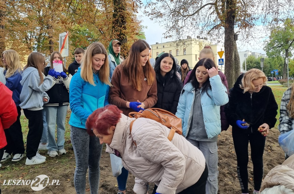 Zasadzono nie tylko żonkile