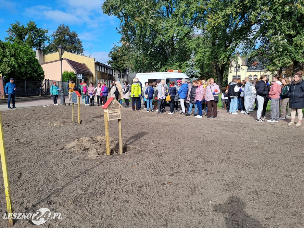 Zasadzono nie tylko żonkile