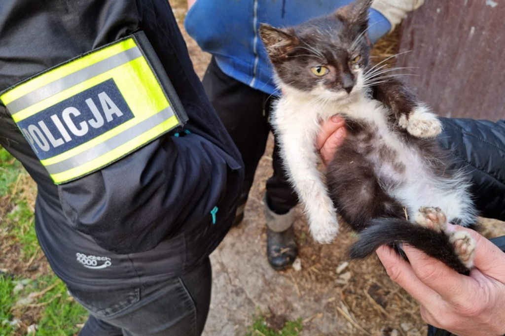 Odpowie za znęcanie się nad zwierzętami