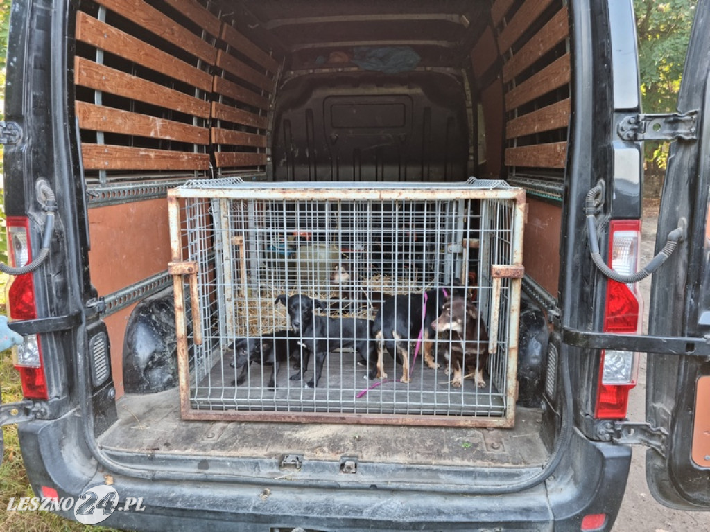 Odpowie za znęcanie się nad zwierzętami