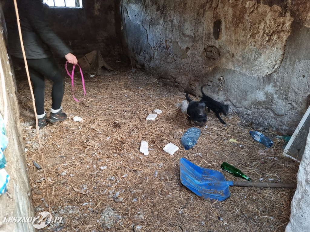 Odpowie za znęcanie się nad zwierzętami