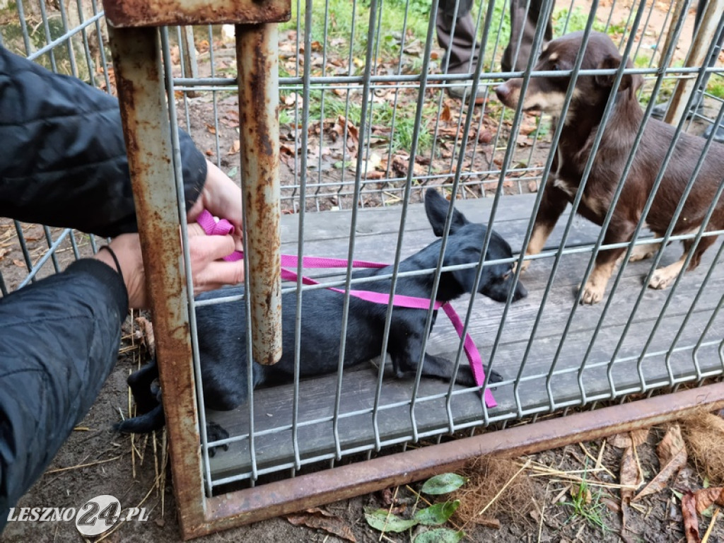 Odpowie za znęcanie się nad zwierzętami