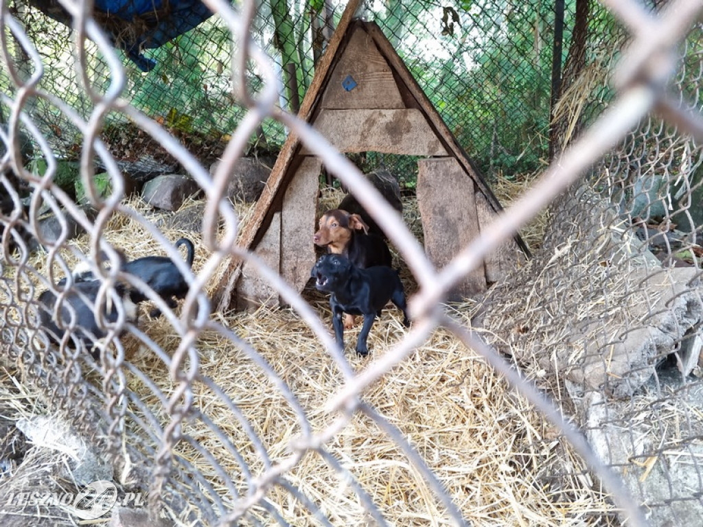 Odpowie za znęcanie się nad zwierzętami