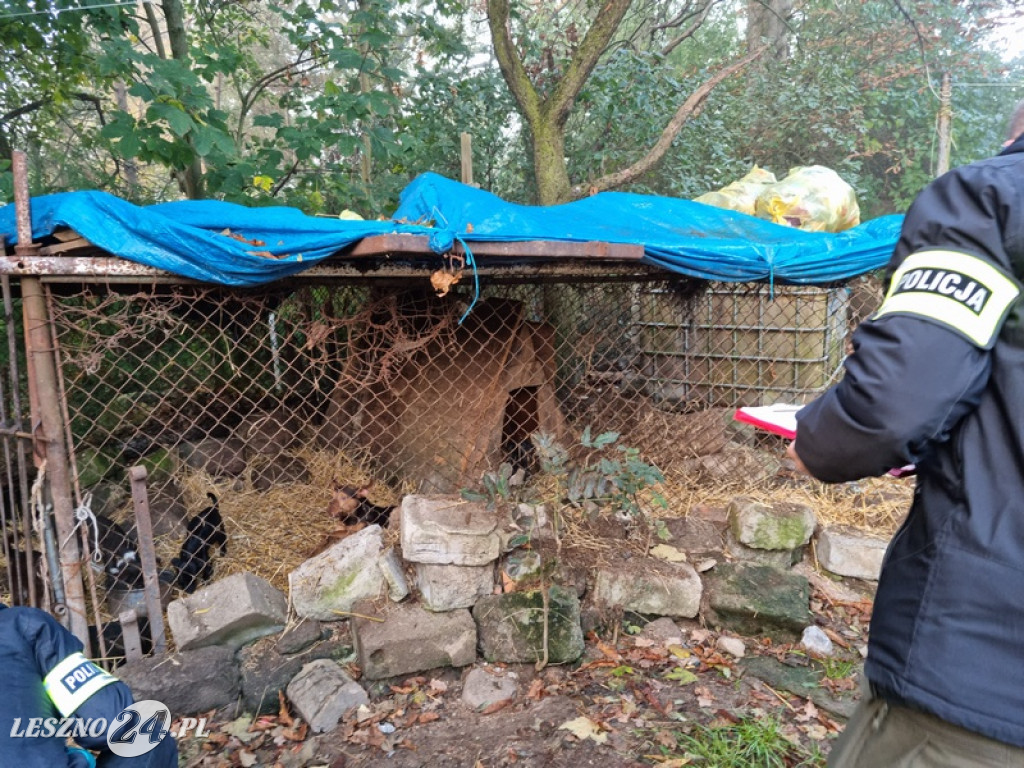 Odpowie za znęcanie się nad zwierzętami