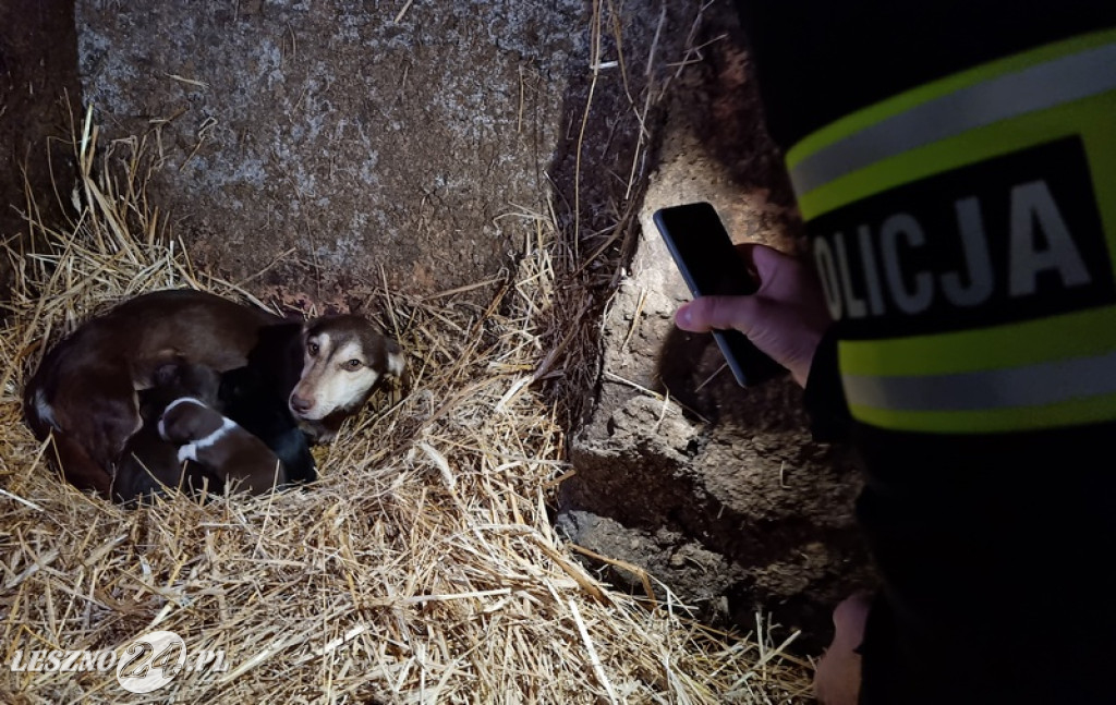 Odpowie za znęcanie się nad zwierzętami