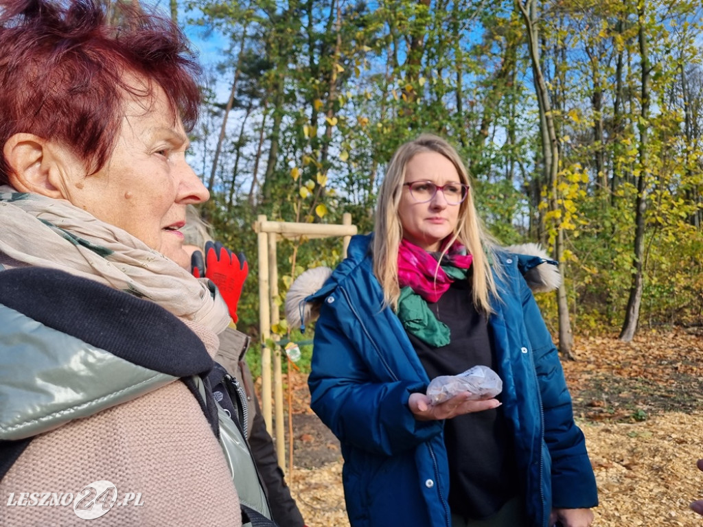 Amazonki posadziły krokusy