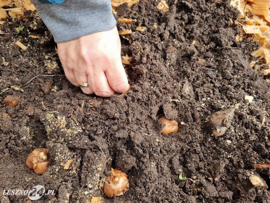 Amazonki posadziły krokusy