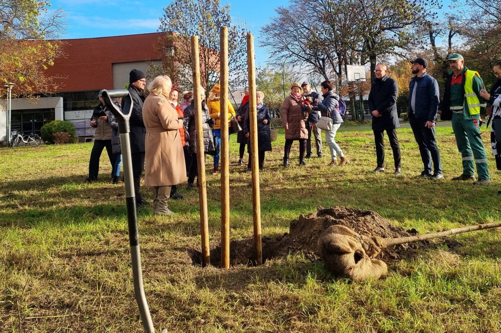 Organizacje pozarządowe posadziły dąb