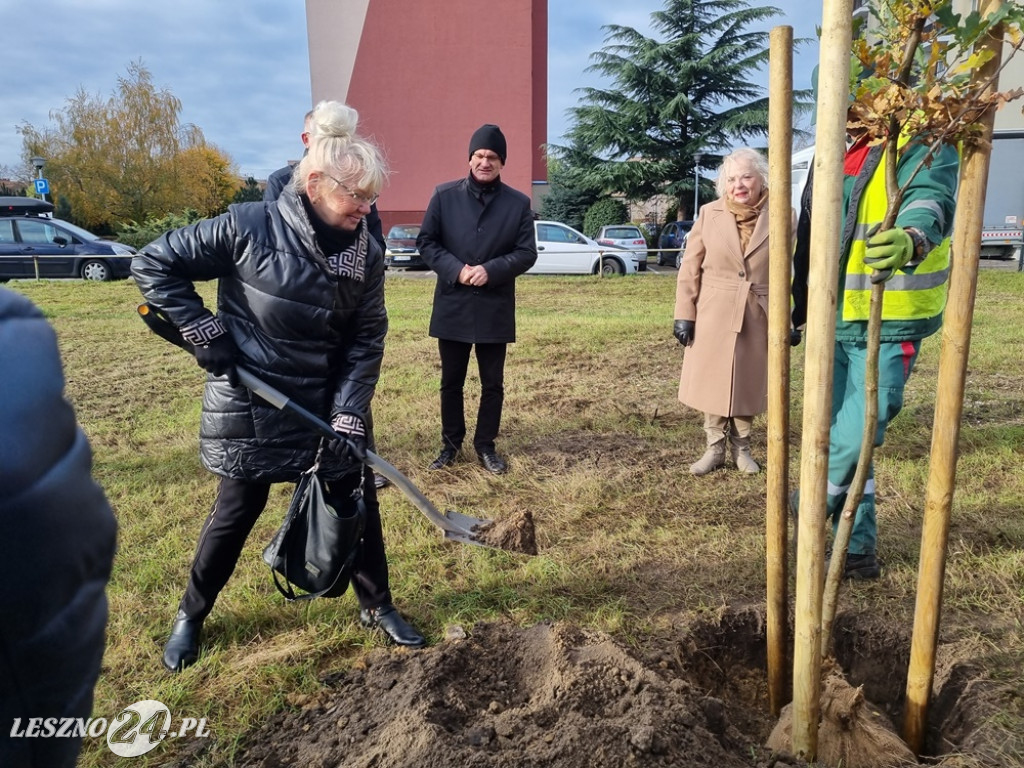 Organizacje pozarządowe posadziły dąb