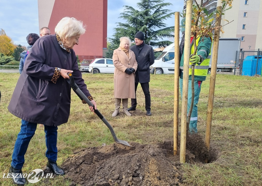 Organizacje pozarządowe posadziły dąb