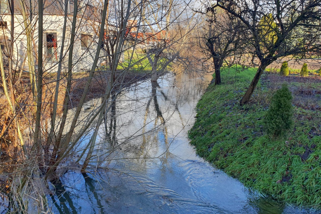 Wysoka woda w Rydzynie - grudzień 2023