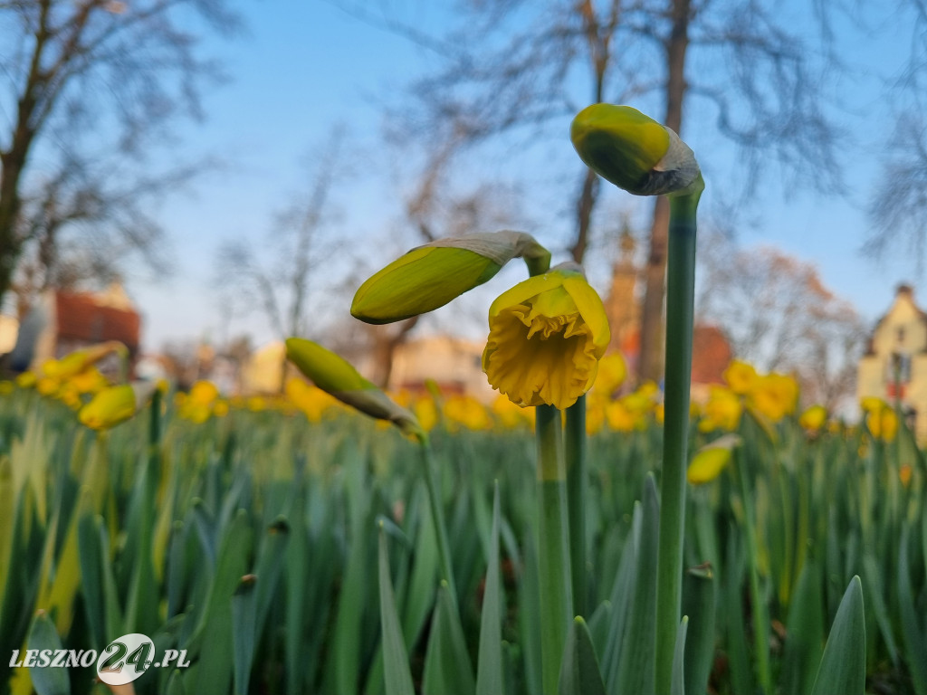 Kwitną żonkile