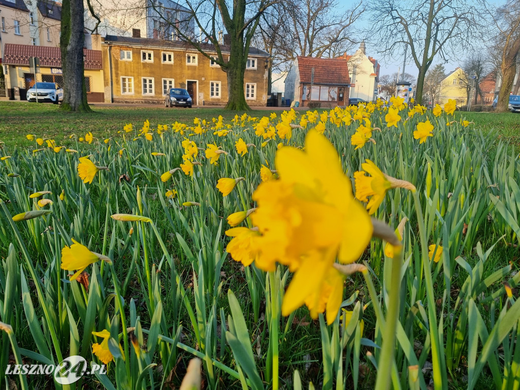 Kwitną żonkile