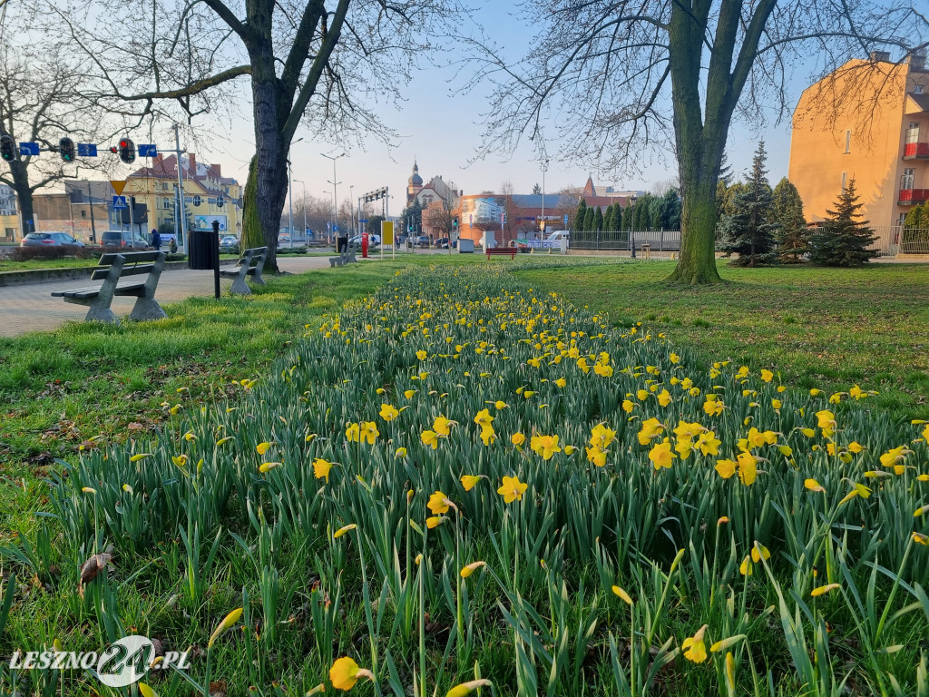 Kwitną żonkile