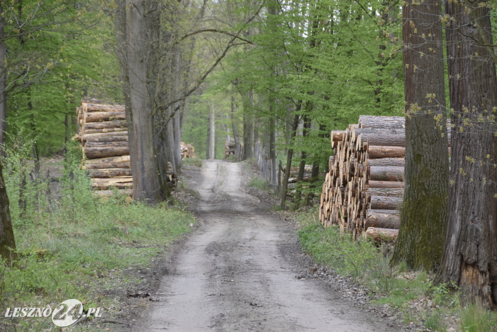 Wycinają las, sadzą las