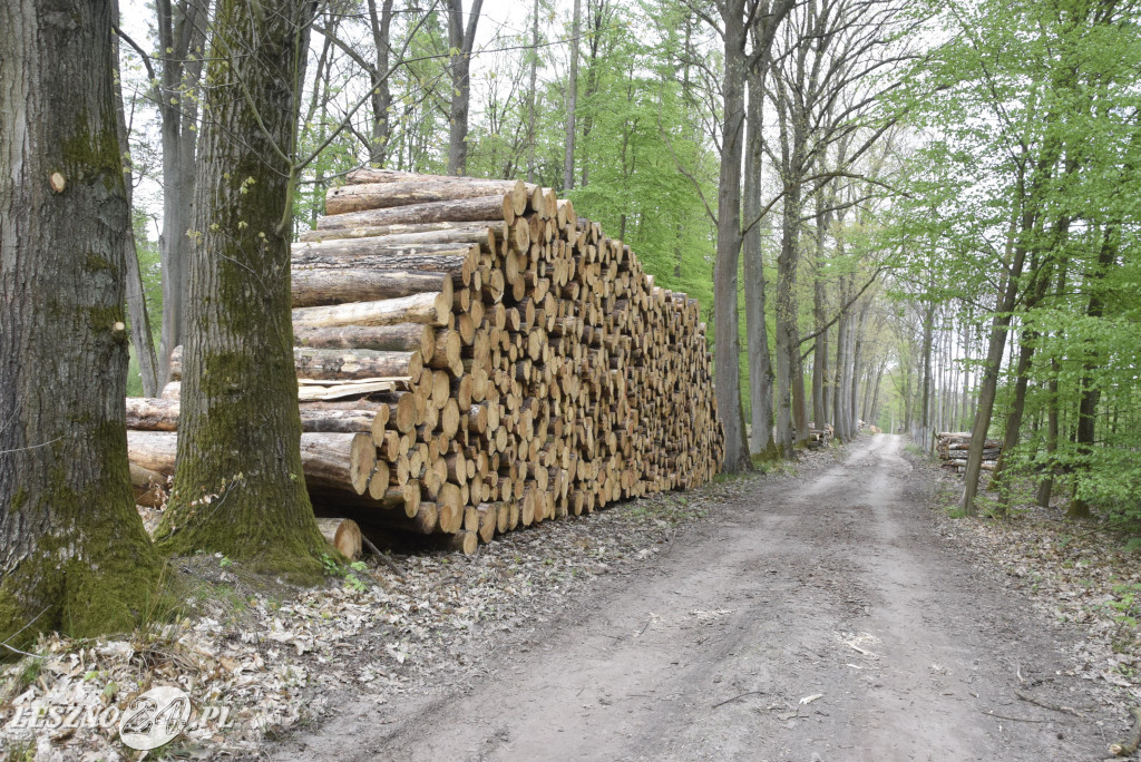 Wycinają las, sadzą las