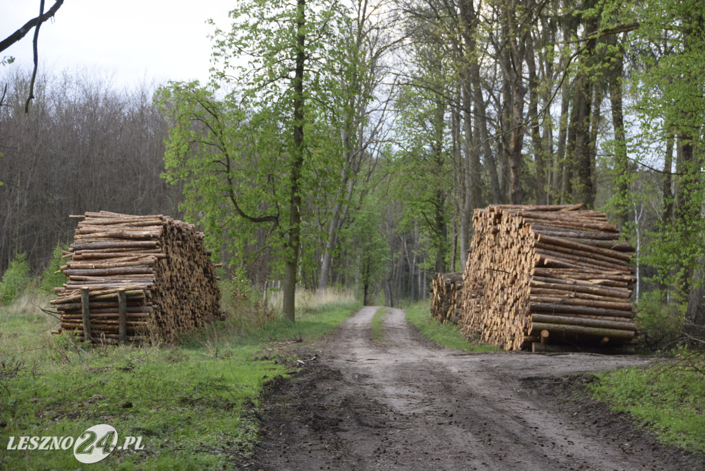 Wycinają las, sadzą las