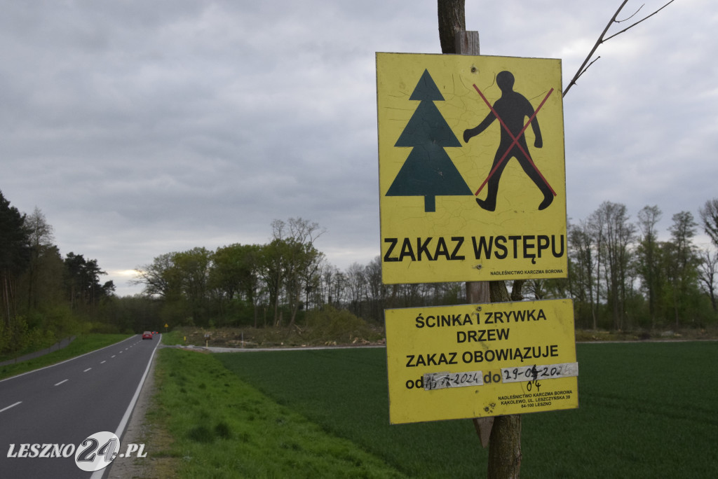 Wycinają las, sadzą las