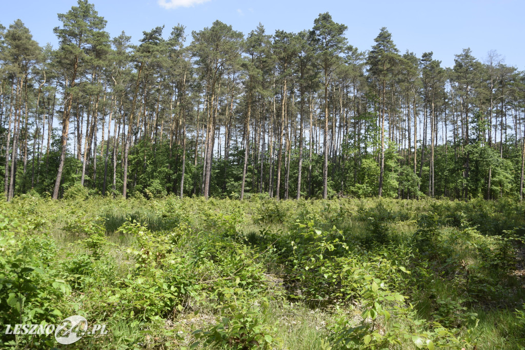 Spotkanie konsultacyjne w leszczyńskich lasach