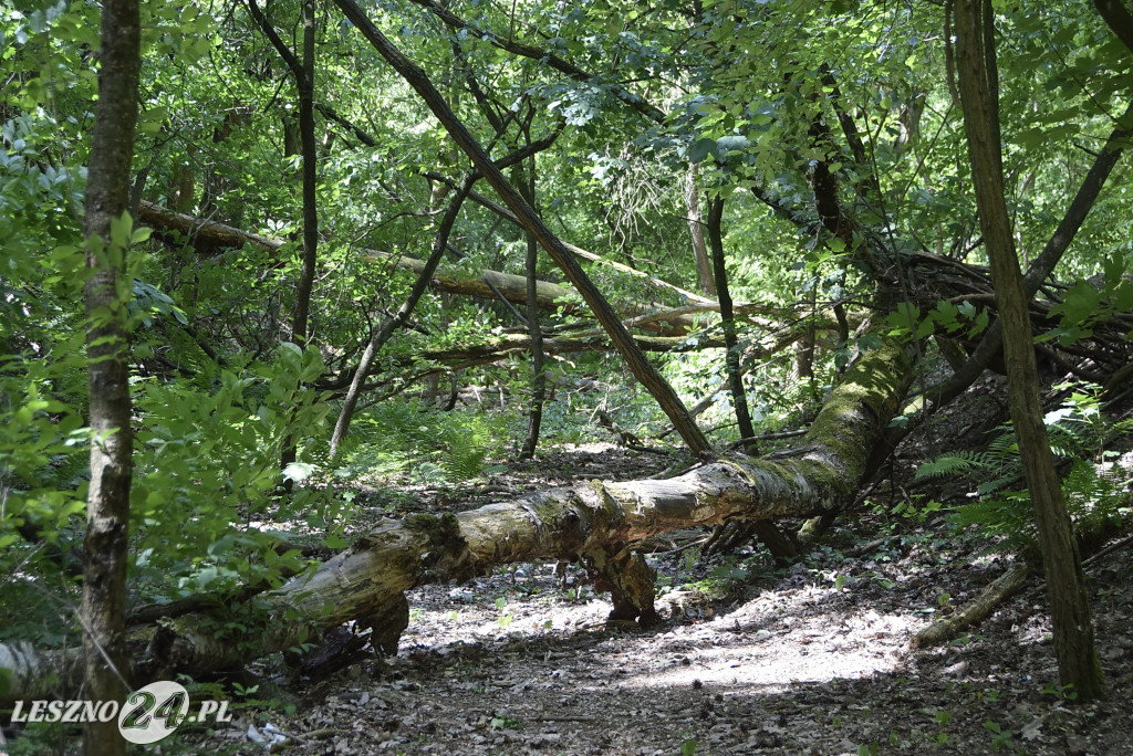 Spotkanie konsultacyjne w leszczyńskich lasach