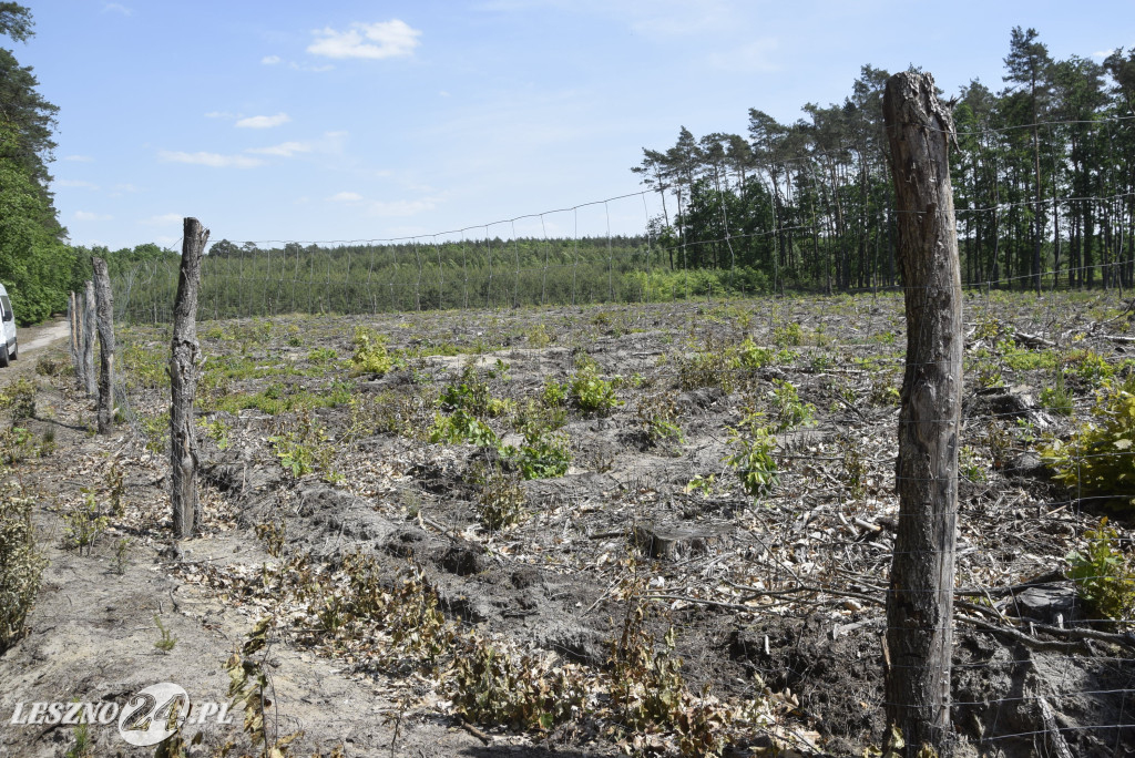 Spotkanie konsultacyjne w leszczyńskich lasach