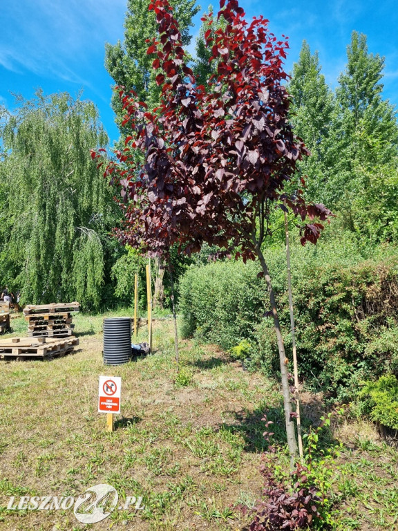 Młodzież z ZSE-T w Lesznie działa dla klimatu