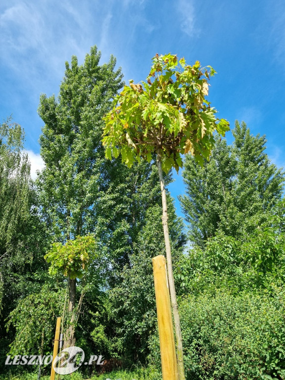 Młodzież z ZSE-T w Lesznie działa dla klimatu