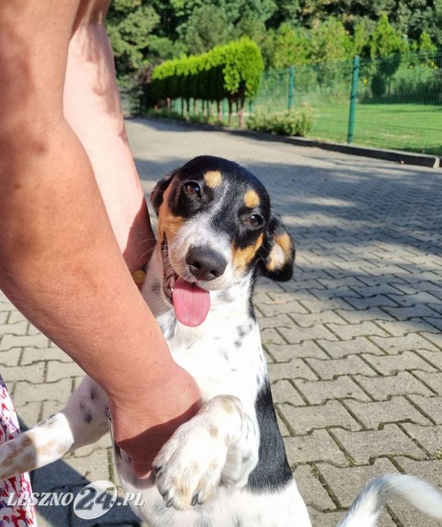 Panie z KGW Rydzyna mają ważne zadanie