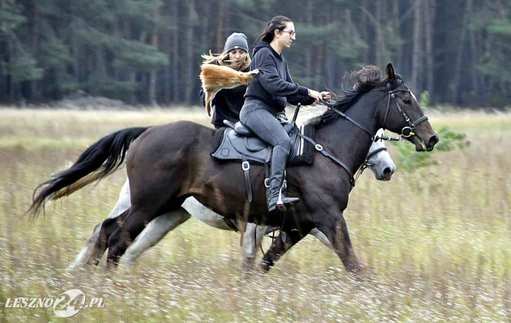 Wilkowicki Hubertus 2024