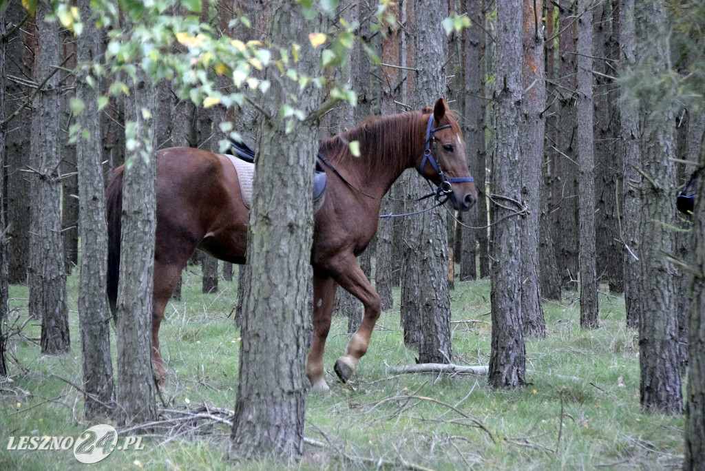 Wilkowicki Hubertus 2024