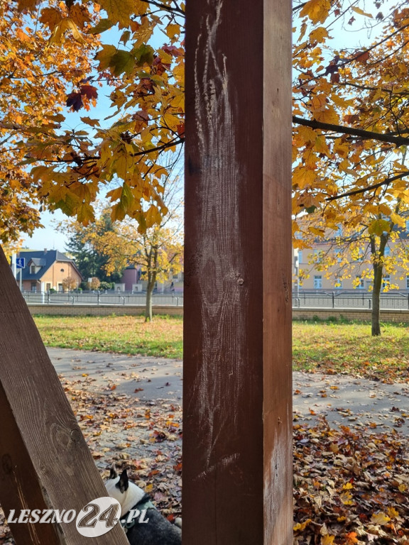 Altana w Parku Jonstona w Lesznie - tak wygląda