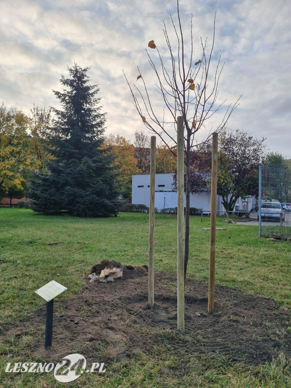 Sadzenie drzew w Parku Grody Leszczyńskie