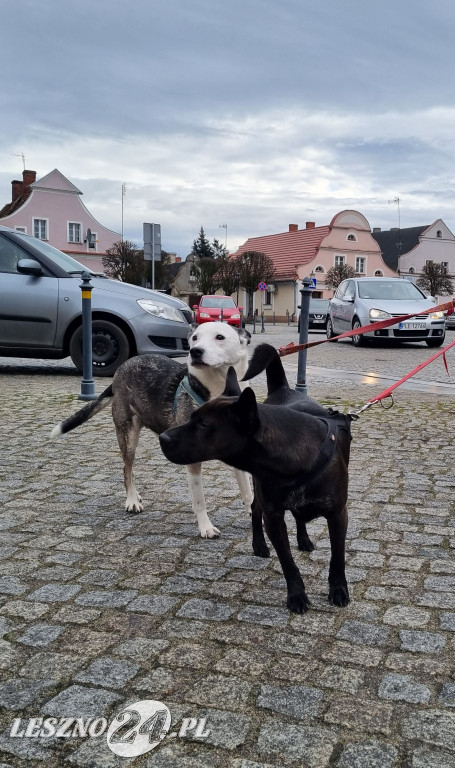 V Bieg WOŚP w Rydzynie