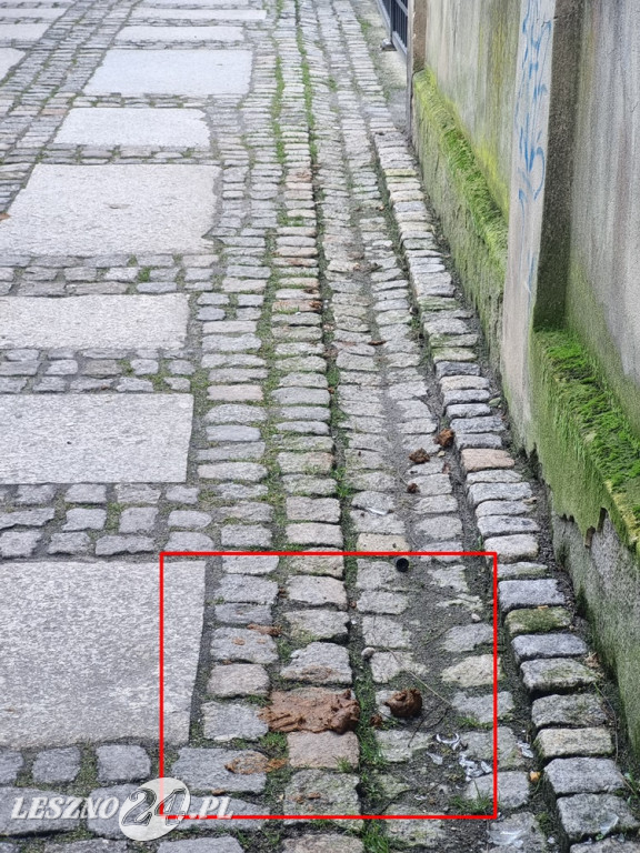 Ulica Wąska jest upstrzona odchodami