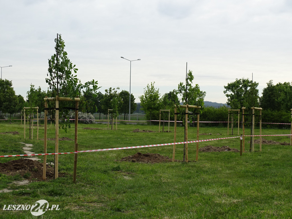 25 kasztanów posadzono w Lesznie