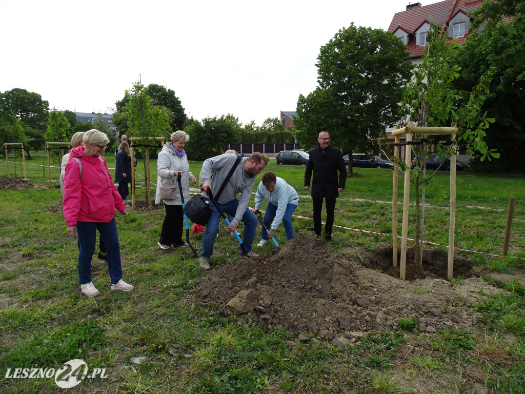 25 kasztanów posadzono w Lesznie